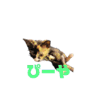 けんとねこ2（個別スタンプ：3）