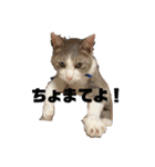 けんとねこ2（個別スタンプ：4）