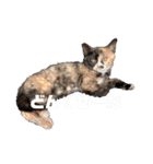 けんとねこ2（個別スタンプ：9）