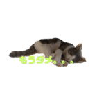 けんとねこ2（個別スタンプ：10）