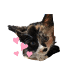 けんとねこ2（個別スタンプ：12）