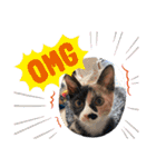 けんとねこ2（個別スタンプ：17）