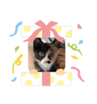 けんとねこ2（個別スタンプ：34）