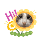 けんとねこ2（個別スタンプ：38）