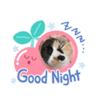 けんとねこ2（個別スタンプ：40）