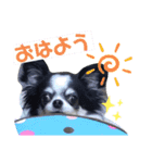 第2弾 チワワのチャコちゃん（個別スタンプ：1）