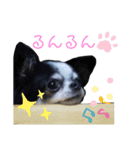 第2弾 チワワのチャコちゃん（個別スタンプ：6）