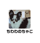 第2弾 チワワのチャコちゃん（個別スタンプ：16）