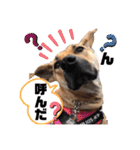 小春の毎日です！（個別スタンプ：3）