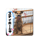 小春の毎日です！（個別スタンプ：10）