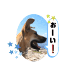小春の毎日です！（個別スタンプ：12）