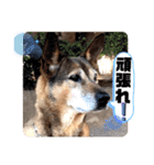 小春の毎日です！（個別スタンプ：13）