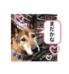 小春の毎日です！（個別スタンプ：15）