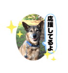 小春の毎日です！（個別スタンプ：19）