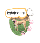 小春の毎日です！（個別スタンプ：20）