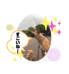 小春の毎日です！（個別スタンプ：21）
