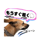 小春の毎日です！（個別スタンプ：23）