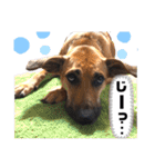 小春の毎日です！（個別スタンプ：24）