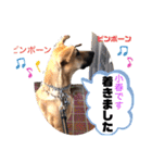 小春の毎日です！（個別スタンプ：30）