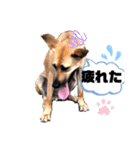 小春の毎日です！（個別スタンプ：32）