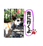 小春の毎日です！（個別スタンプ：37）