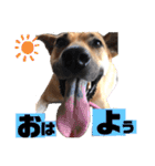 小春の毎日です！（個別スタンプ：40）