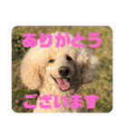 ルシライスタンプ2（個別スタンプ：4）