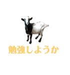 トカラやぎのたけおクン（個別スタンプ：19）