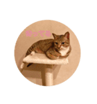 ひめこの気まぐれスタンプ（個別スタンプ：1）