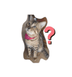 猫のきもち 犬のきもち（個別スタンプ：1）