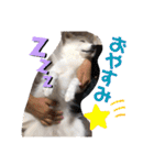 猫のきもち 犬のきもち（個別スタンプ：2）