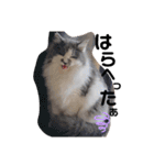 猫のきもち 犬のきもち（個別スタンプ：3）