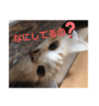 猫のきもち 犬のきもち（個別スタンプ：4）