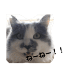 猫のきもち 犬のきもち（個別スタンプ：5）