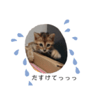 猫のきもち 犬のきもち（個別スタンプ：8）