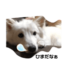 猫のきもち 犬のきもち（個別スタンプ：11）