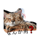 猫のきもち 犬のきもち（個別スタンプ：12）
