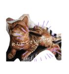 猫のきもち 犬のきもち（個別スタンプ：13）