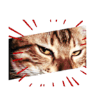 猫のきもち 犬のきもち（個別スタンプ：14）
