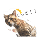 猫のきもち 犬のきもち（個別スタンプ：15）
