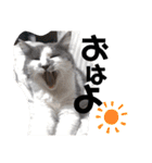 猫のきもち 犬のきもち（個別スタンプ：16）