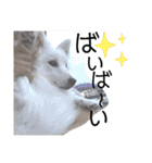 猫のきもち 犬のきもち（個別スタンプ：18）