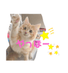 猫のきもち 犬のきもち（個別スタンプ：19）