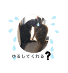 猫のきもち 犬のきもち（個別スタンプ：20）