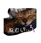 猫のきもち 犬のきもち（個別スタンプ：21）