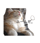 猫のきもち 犬のきもち（個別スタンプ：22）