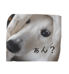 猫のきもち 犬のきもち（個別スタンプ：23）