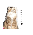 猫のきもち 犬のきもち（個別スタンプ：24）