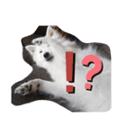 猫のきもち 犬のきもち（個別スタンプ：26）