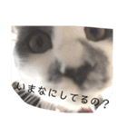 猫のきもち 犬のきもち（個別スタンプ：28）